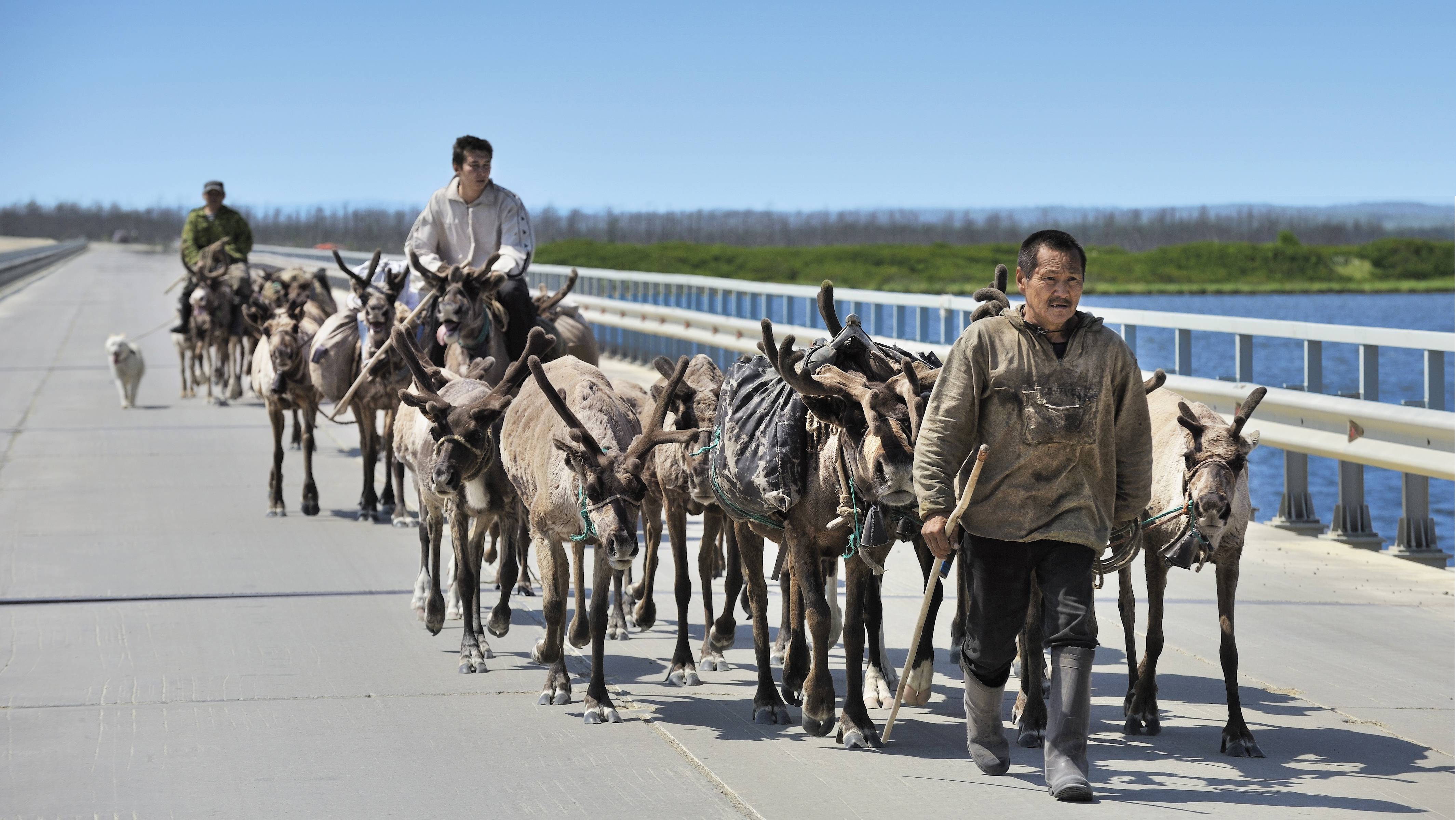 Local herders from Sakhalin Island on reindeer migration.